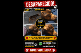 Cachorro Caramelo ou Lupi desapareceu no bairro Coqueiral