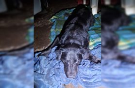Cão debilitado espera por um lar e moradora pede ajuda da comunidade em Cascavel