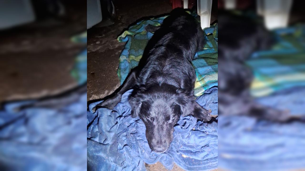 Cão debilitado espera por um lar e moradora pede ajuda da comunidade em Cascavel
