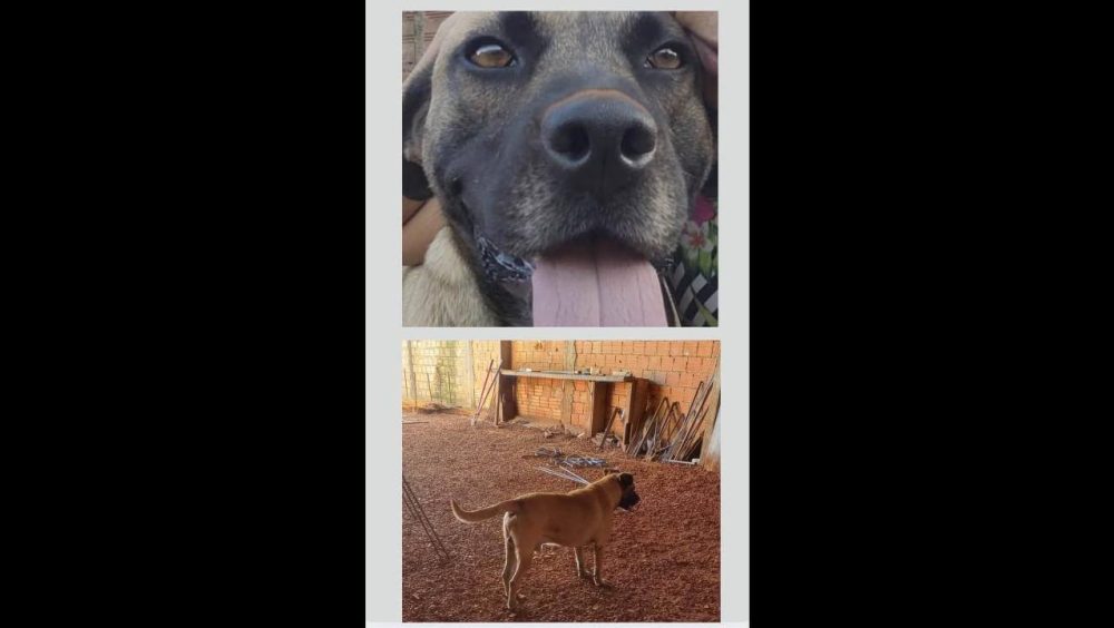 Cachorro Tauros desapareceu no bairro Cascavel Velho Imagem referente a Cachorro Tauros desapareceu no bairro Cascavel Velho