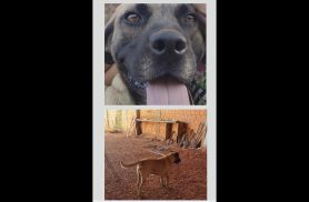 Cachorro Tauros desapareceu no bairro Cascavel Velho