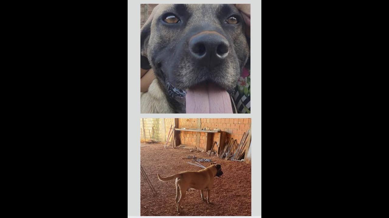 Imagem referente a Cachorro Tauros desapareceu no bairro Cascavel Velho