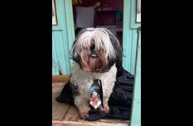 Cachorro é encontrado no bairro Universitário