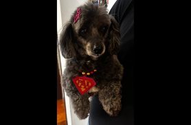 Cachorra é encontrada no bairro Recanto Tropical