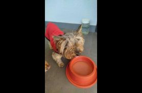Cachorra Niki desapareceu no bairro Recanto Tropical