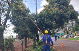 Mais de 9,2 mil árvores receberam poda preventiva em Cascavel