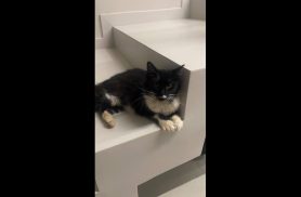 Gata é encontrada no bairro Gramado