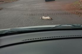 Cena cruel: cachorro é atropelado e abandonado ferido em Cascavel