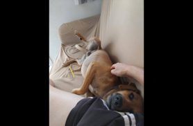 Cachorro Fred desapareceu no bairro Colonial