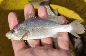 Cientistas identificam taxa recorde de deformações em peixes do ES