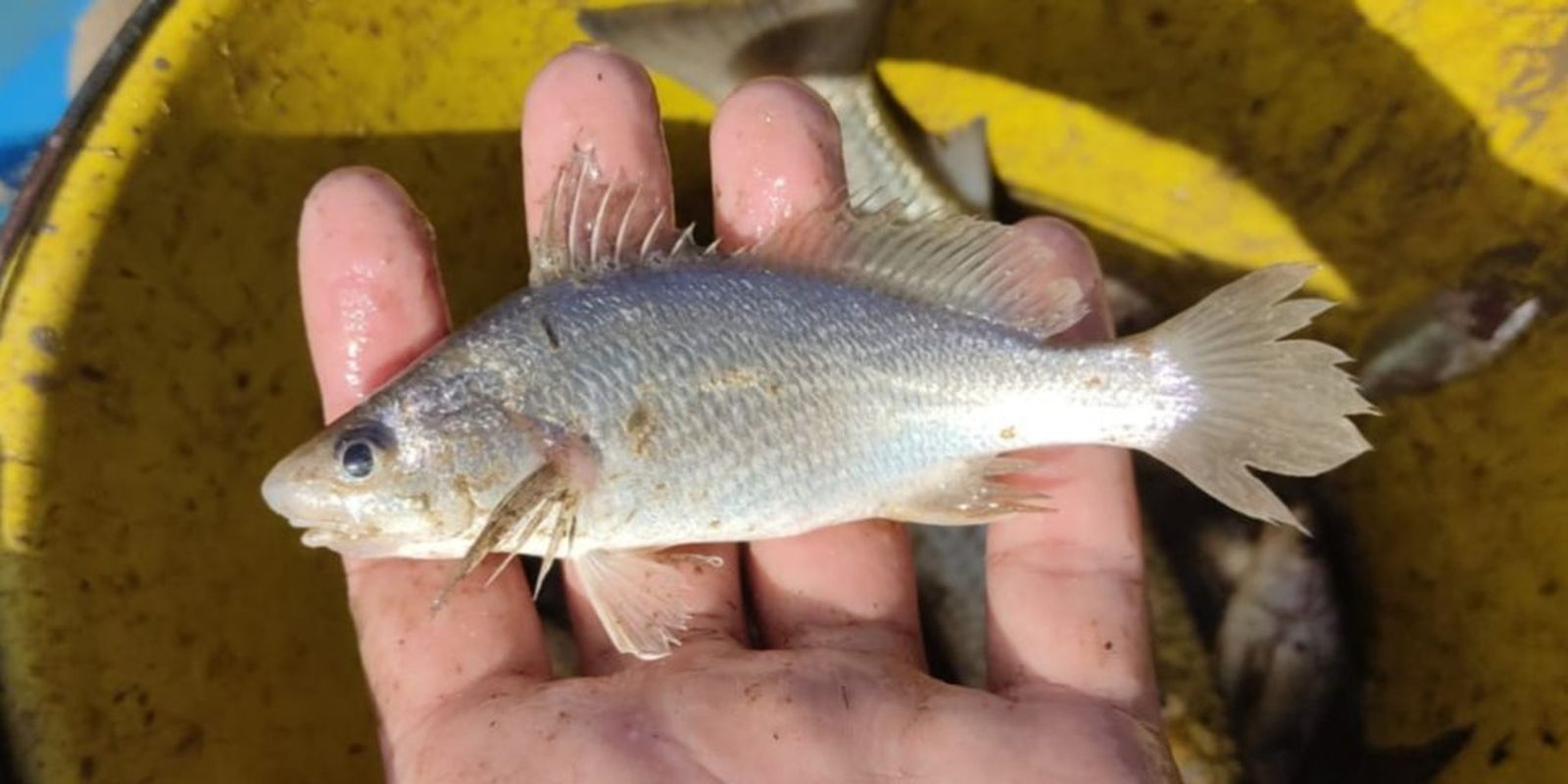 Cientistas identificam taxa recorde de deformações em peixes do ES Imagem referente a Cientistas identificam taxa recorde de deformações em peixes do ES
