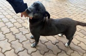 Cachorra é encontrada na rodovia BR 277
