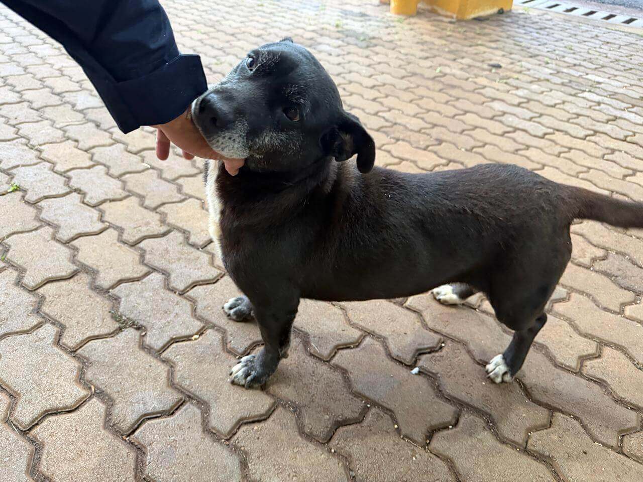 Imagem referente a Cachorra é encontrada na rodovia BR 277