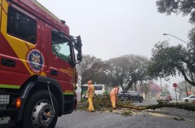 Bombeiros realizam corte de árvore na Rua Marechal Deodoro, no Centro de Cascavel