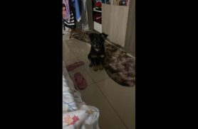 Cachorro Tanus desapareceu no bairro Neva