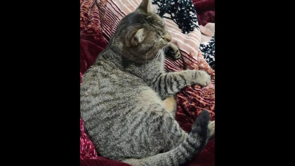 Gato Tigre desapareceu no bairro Cancelli Imagem referente a Gato Tigre desapareceu no bairro Cancelli