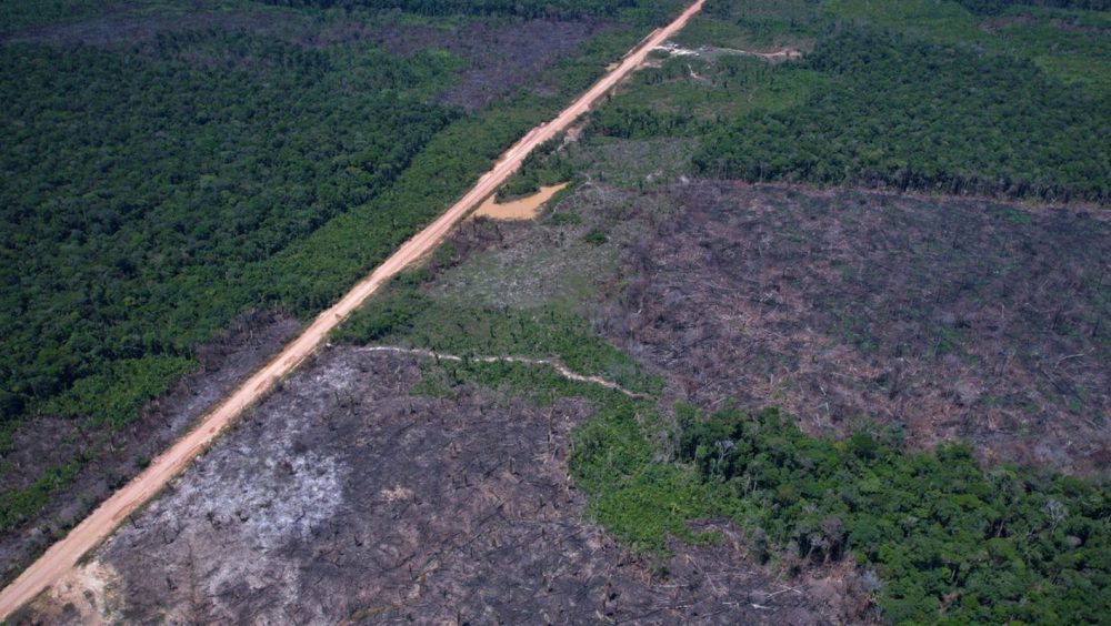 Desmatamento na Amazônia cai 36,87% no último ano Imagem referente a Desmatamento na Amazônia cai 36,87% no último ano