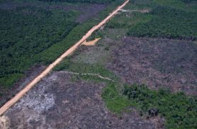 Desmatamento na Amazônia cai 36,87% no último ano