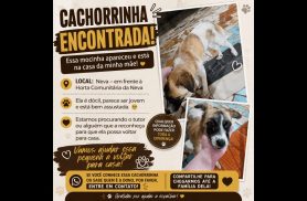 Cachorra é encontrada no bairro Neva