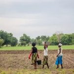 Imagem relativa a Grande Muralha Verde restaura 1,66 milhão de hectares na África