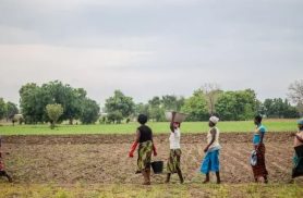 Grande Muralha Verde restaura 1,66 milhão de hectares na África