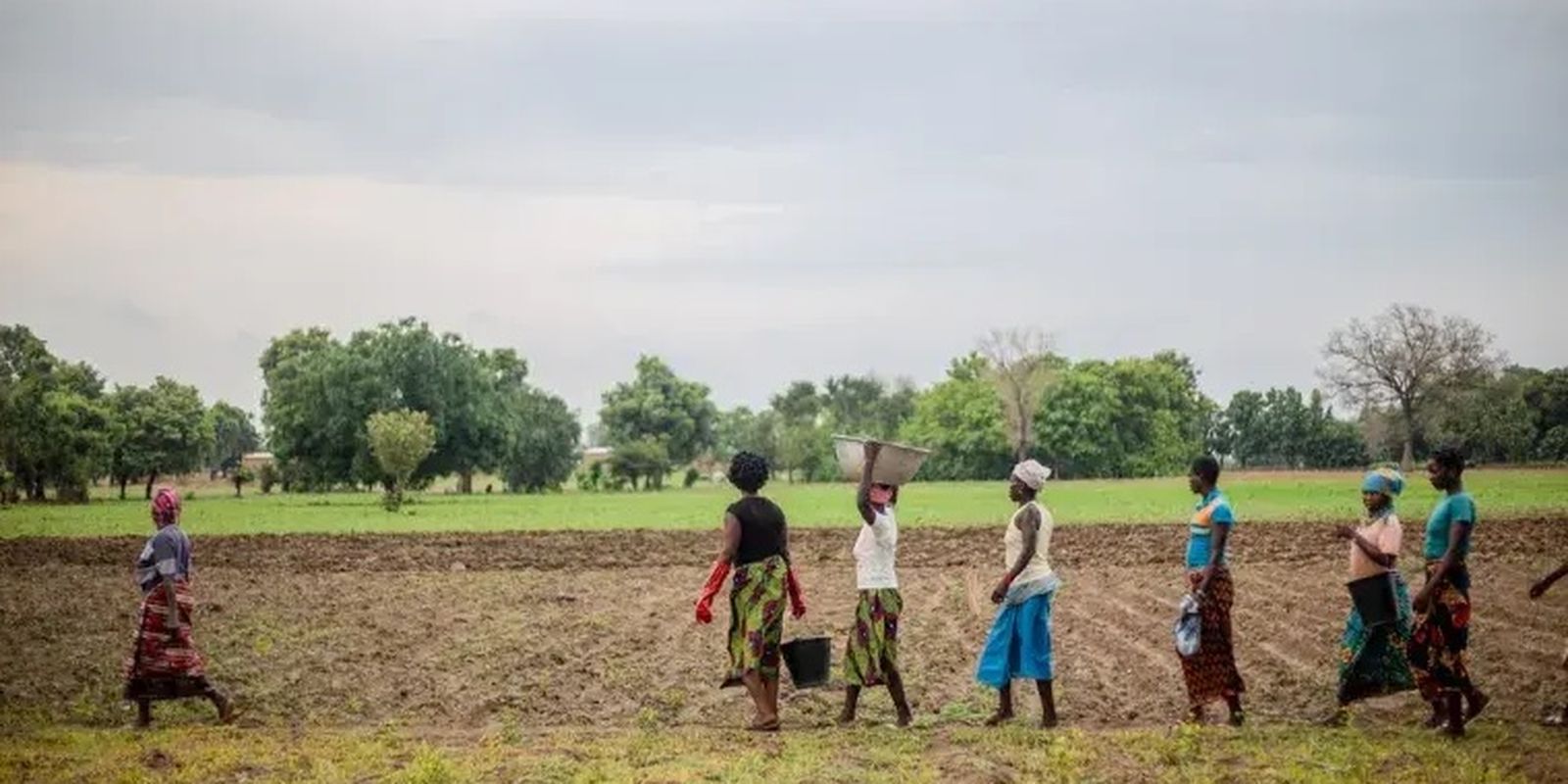 Grande Muralha Verde restaura 1,66 milhão de hectares na África Imagem referente a Grande Muralha Verde restaura 1,66 milhão de hectares na África