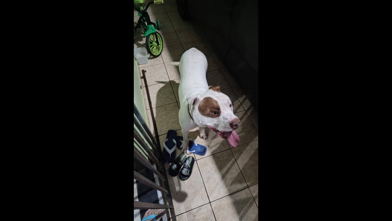 Imagem referente a Cachorro é encontrado no bairro Universitário