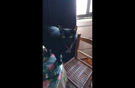 Gata Fofa desapareceu no bairro Centro