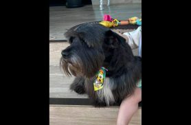 Cachorro Juca desapareceu no bairro Clarito