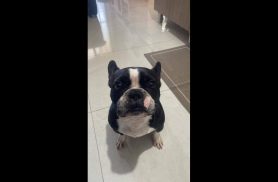 Cachorro Zeca desapareceu no bairro Fag