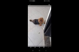 Cachorro Thor desapareceu no bairro Coqueiral