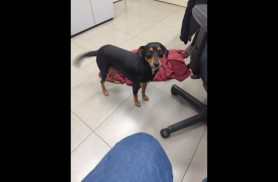 Cachorra é encontrada no bairro Universitário