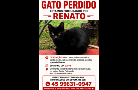 Gato Renato desapareceu no bairro Santa Felicidade