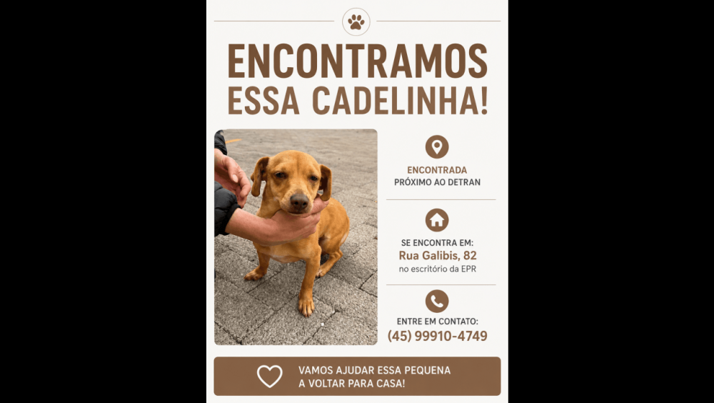 Cachorra é encontrada no bairro Santo Onofre Imagem referente a Cachorra é encontrada no bairro Santo Onofre