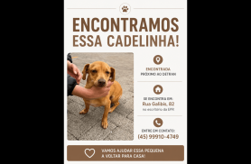 Cachorra é encontrada no bairro Santo Onofre