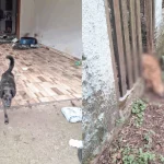 Morte de dono de hotel pet leva a resgate de cães abandonados Imagem relativa a Morte de dono de hotel pet leva a resgate de cães abandonados