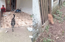 Morte de dono de hotel pet leva a resgate de cães abandonados