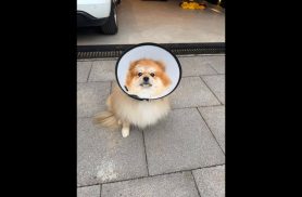 Cachorro Pipo desapareceu no bairro Maria Luiza
