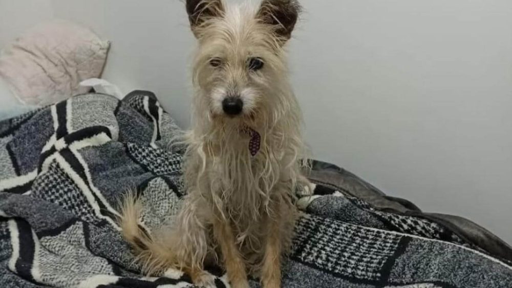 Cachorra Pitty desapareceu no bairro Cascavel Velho Imagem referente a Cachorra Pitty desapareceu no bairro Cascavel Velho