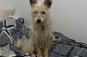 Cachorra Pitty desapareceu no bairro Cascavel Velho