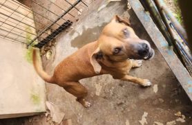 Cachorro é encontrado no bairro Centro