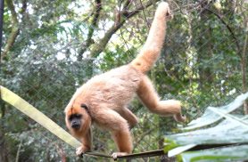 Macaca em risco de extinção já pode ser visitada no Zoológico de Cascavel
