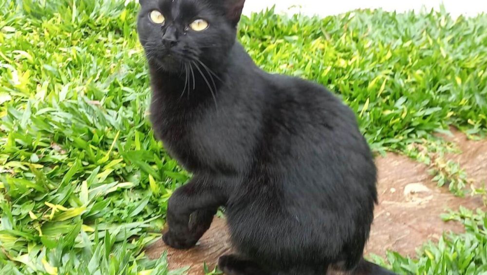 Gata é encontrada no bairro Esmeralda Imagem referente a Gata é encontrada no bairro Esmeralda