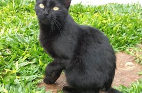 Gata é encontrada no bairro Esmeralda