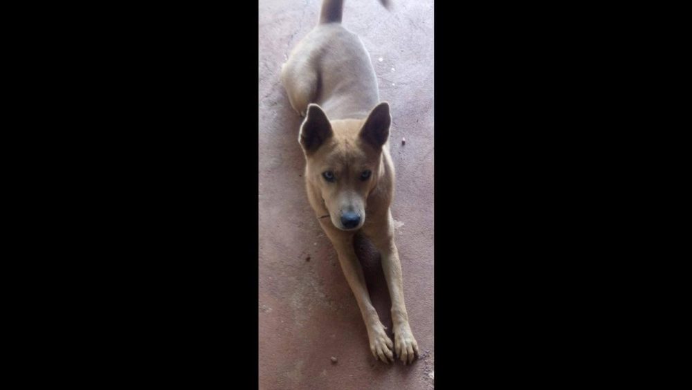 Cachorra safira desapareceu no bairro Brasmadeira Imagem referente a Cachorra safira desapareceu no bairro Brasmadeira