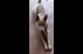 Você viu a cadelinha Safira que desapareceu no Bairro Brasmadeira?