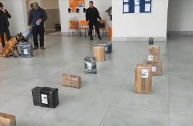 Vídeo mostra cão farejador encontrando encomendas com 141 kg de maconha em Cascavel Vídeo mostra cão farejador encontrando encomendas com 141 kg de maconha em Cascavel