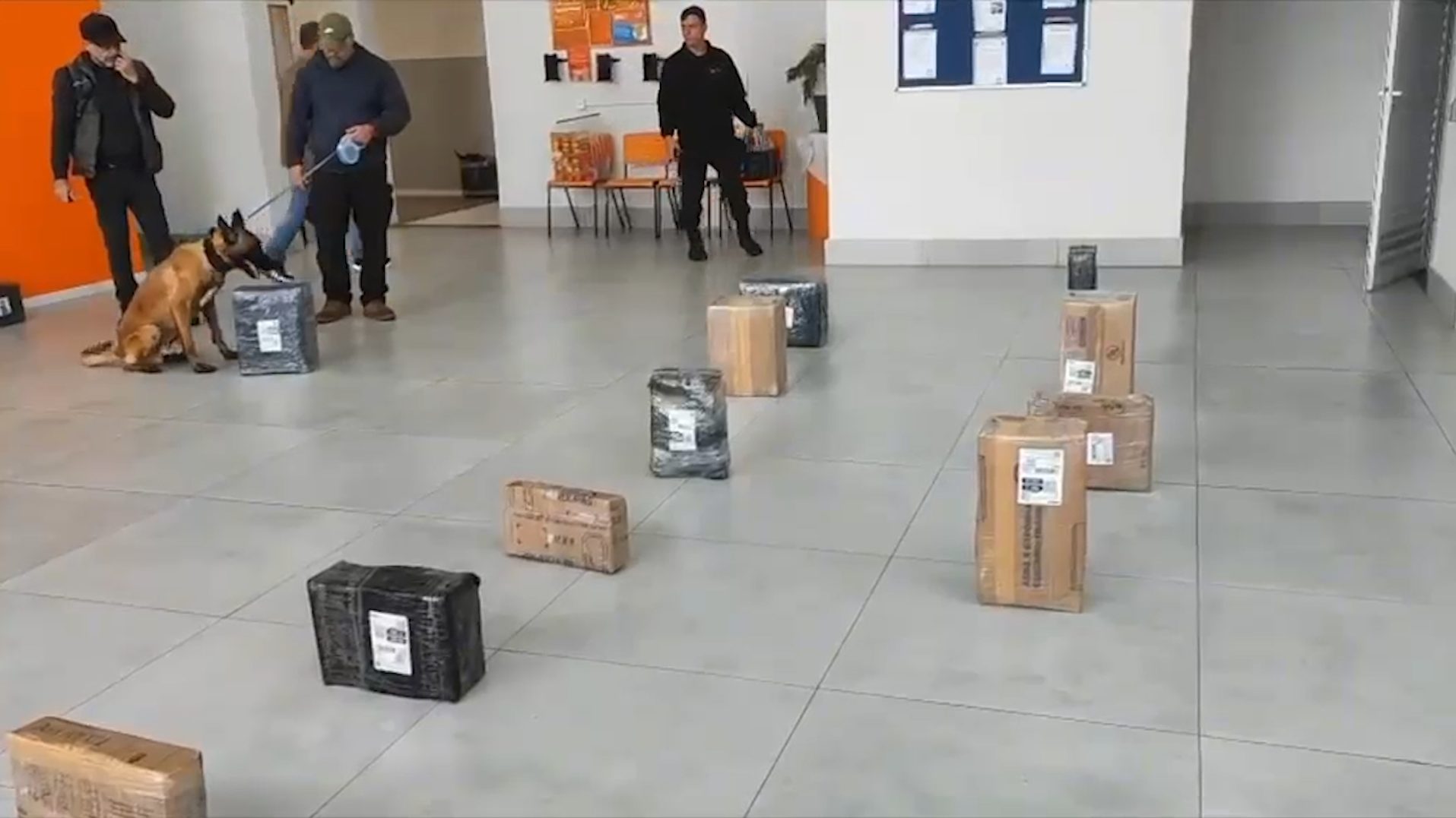 Vídeo mostra cão farejador encontrando encomendas com 141 kg de maconha em Cascavel