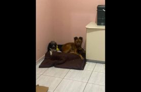 Cachorra Fiona e Cindi desapareceu no bairro Canadá