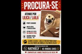 Cachorra Lilica desapareceu no bairro Esmeralda